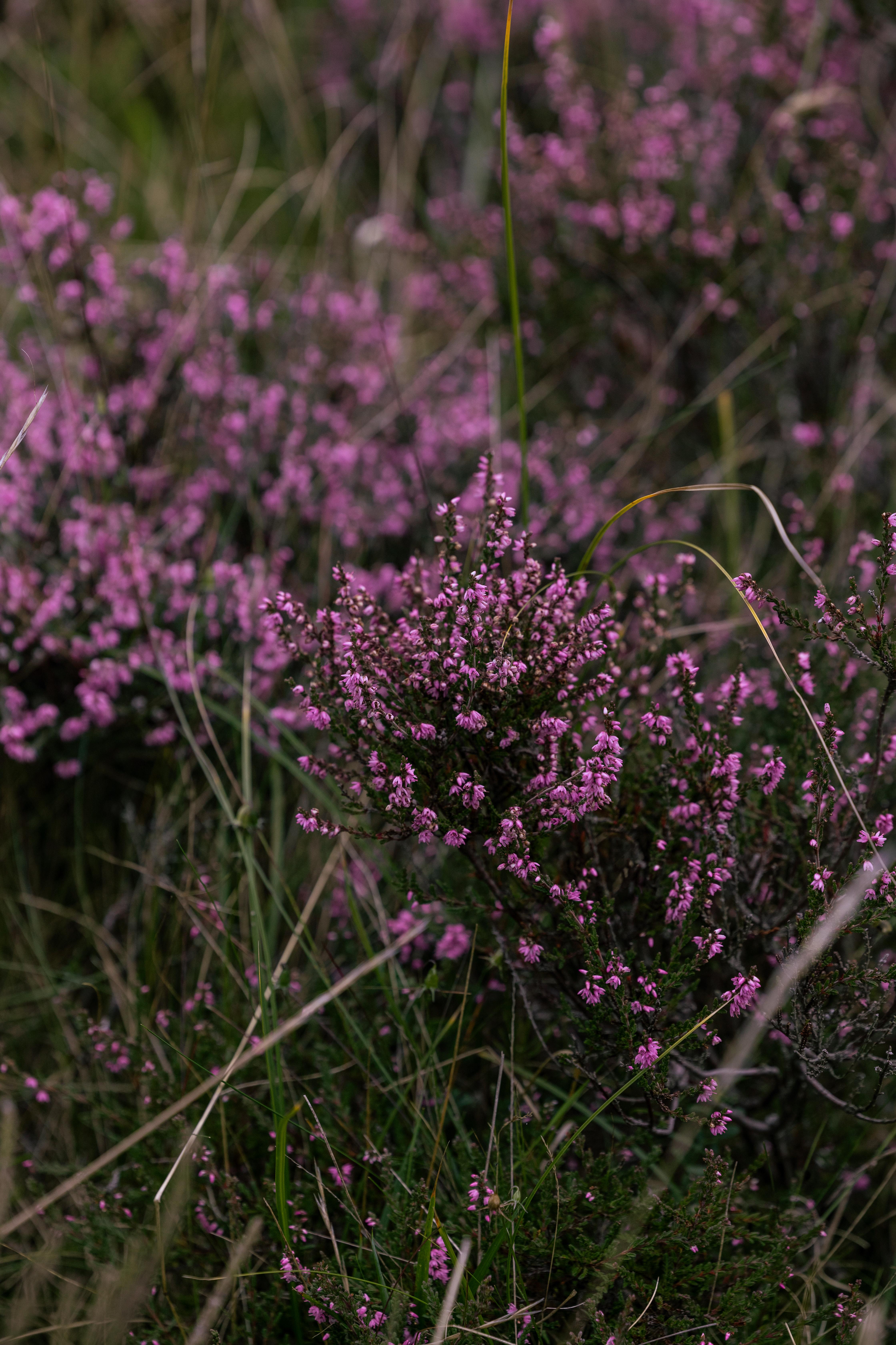 Dornoch Station Hotel Luaran gambar Calluna vulgaris